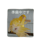 サザナミ部屋の仲間たち（個別スタンプ：21）