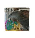 サザナミ部屋の仲間たち（個別スタンプ：22）