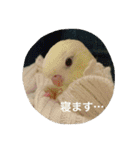 サザナミ部屋の仲間たち（個別スタンプ：24）