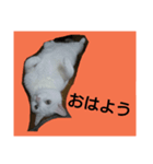 白ねこキョン（個別スタンプ：1）