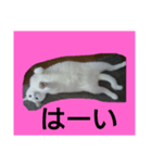 白ねこキョン（個別スタンプ：2）
