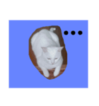 白ねこキョン（個別スタンプ：3）