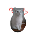 白ねこキョン（個別スタンプ：4）