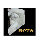 白ねこキョン（個別スタンプ：5）