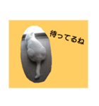 白ねこキョン（個別スタンプ：6）