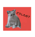 白ねこキョン（個別スタンプ：7）
