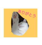 白ねこキョン（個別スタンプ：8）