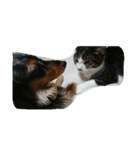 ダックスフンドのうめとたまに猫のひまわり（個別スタンプ：2）