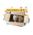 アチャゴン（個別スタンプ：8）