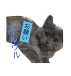アチャゴン（個別スタンプ：13）