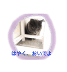 アチャゴン（個別スタンプ：20）