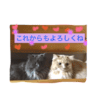 アチャゴン（個別スタンプ：23）