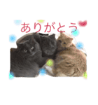 アチャゴン（個別スタンプ：24）
