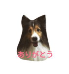 天使のアンジュ（個別スタンプ：4）