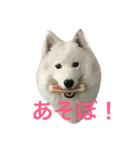 サモエドのじゅらちゃん（個別スタンプ：1）