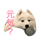 サモエドのじゅらちゃん（個別スタンプ：3）