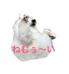 サモエドのじゅらちゃん（個別スタンプ：7）