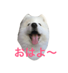 サモエドのじゅらちゃん（個別スタンプ：8）