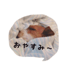 わんこちゃんだお（個別スタンプ：1）