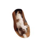 わんこちゃんだお（個別スタンプ：4）