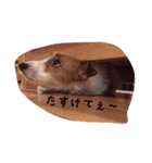 わんこちゃんだお（個別スタンプ：9）