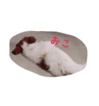 わんこちゃんだお（個別スタンプ：10）