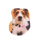 わんこちゃんだお（個別スタンプ：21）