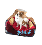 パピヨンのミヨン（個別スタンプ：1）