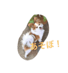 パピヨンのミヨン（個別スタンプ：3）