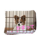 パピヨンのミヨン（個別スタンプ：4）