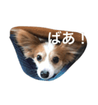 パピヨンのミヨン（個別スタンプ：5）