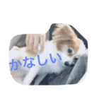 パピヨンのミヨン（個別スタンプ：7）
