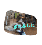 パピヨンのミヨン（個別スタンプ：8）