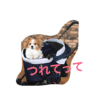パピヨンのミヨン（個別スタンプ：9）