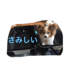 パピヨンのミヨン（個別スタンプ：10）