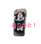 パピヨンのミヨン（個別スタンプ：12）