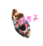 パピヨンのミヨン（個別スタンプ：13）