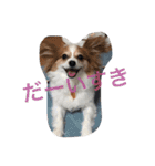 パピヨンのミヨン（個別スタンプ：16）