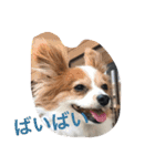 パピヨンのミヨン（個別スタンプ：17）