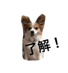 パピヨンのミヨン（個別スタンプ：19）