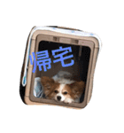 パピヨンのミヨン（個別スタンプ：20）