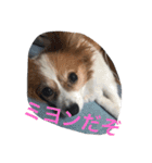 パピヨンのミヨン（個別スタンプ：24）