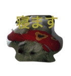 ケアーンテリア キッド（個別スタンプ：4）