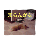 ケアーンテリア キッド（個別スタンプ：5）