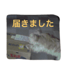 ケアーンテリア キッド（個別スタンプ：6）