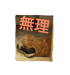 ケアーンテリア キッド（個別スタンプ：7）