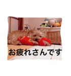 ケアーンテリア キッド（個別スタンプ：14）