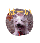 ケアーンテリア キッド（個別スタンプ：15）