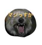 ケアーンテリア キッド（個別スタンプ：16）