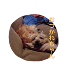 ケアーンテリア キッドくん（個別スタンプ：2）